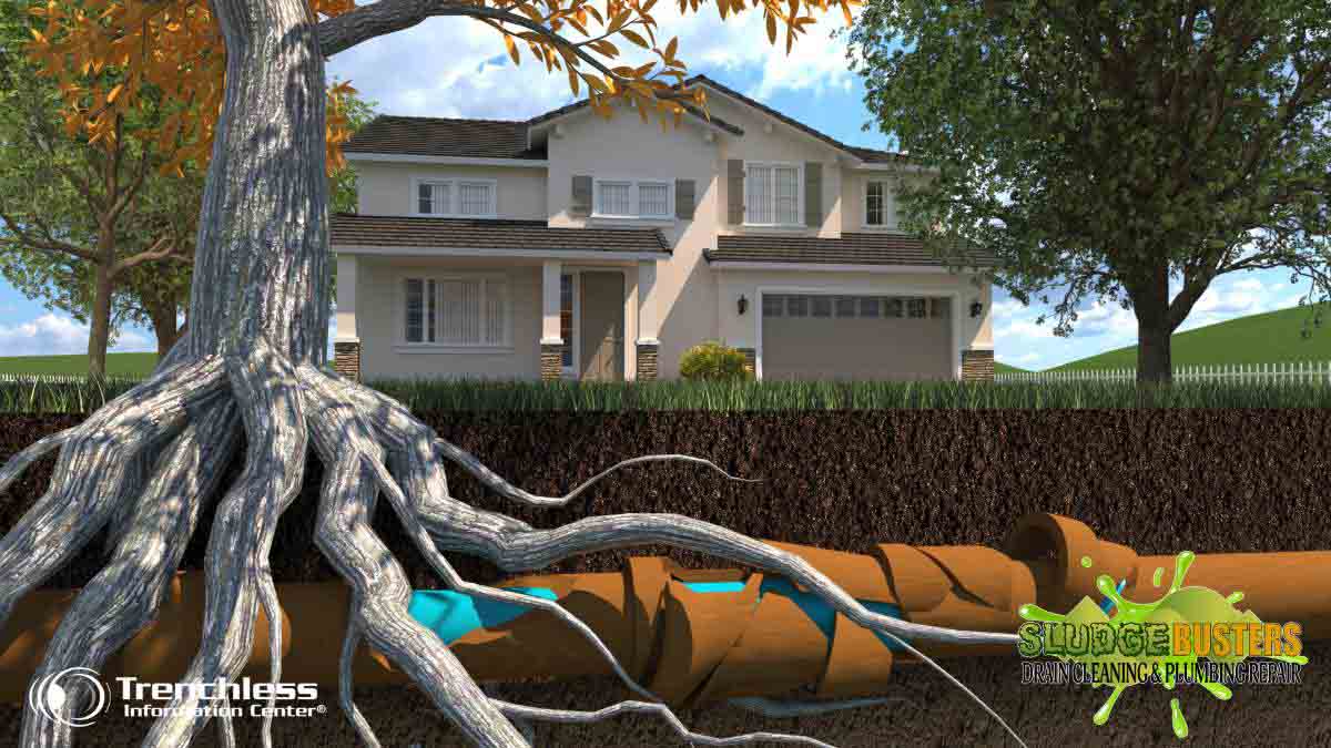 Are Tree Roots Affecting Your Drains? │Sludgebusters